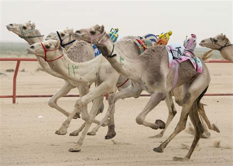 Camels ridden by robot jockeys