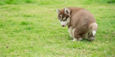 Housebreaking A Husky Puppy