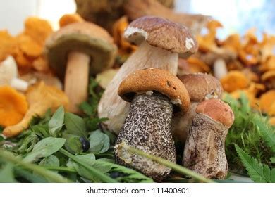 Group Edible Fungi Stock Photo 111400601 | Shutterstock