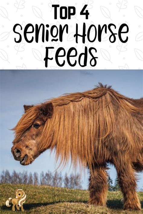 Best Senior Horse Feeds - Complete Feeds vs. Supplements | Senior horse ...