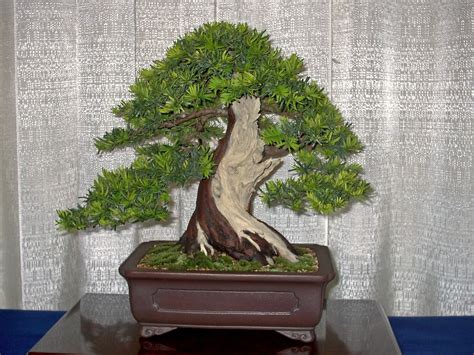 BONSAI - English Yew