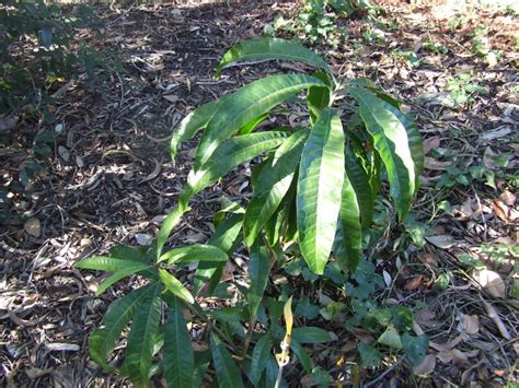 Canistel Tree - Pouteria campechiana