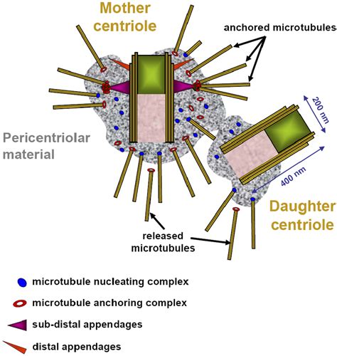 Centrosome Function