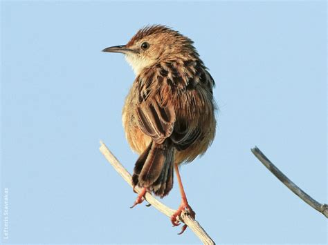 Zitting Cisticola | KuwaitBirds.org