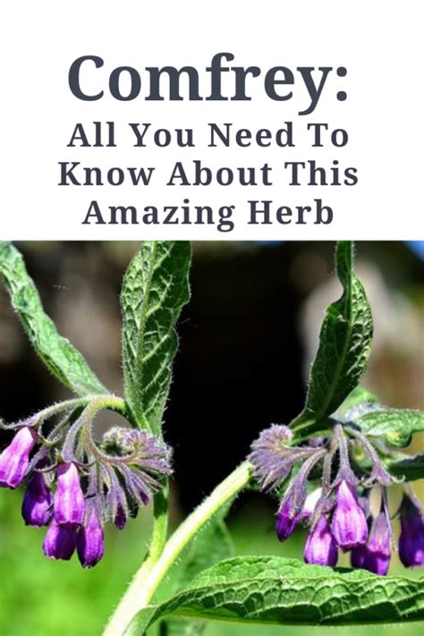 Comfrey - All You Need To Know About This Amazing Herb - WEBA Natural Products