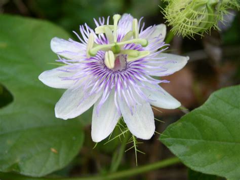 Passiflora foetida