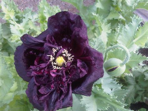 black poppies! These grew in single and double forms, some had extreme frills. | Black poppy ...