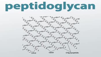 Peptidoglycan Overview, Function & Structure - Lesson | Study.com