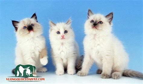 Mèo Ragdoll giá bao nhiêu tiền? Mua, bán ở đâu rẻ nhất Hà Nội, Hcm