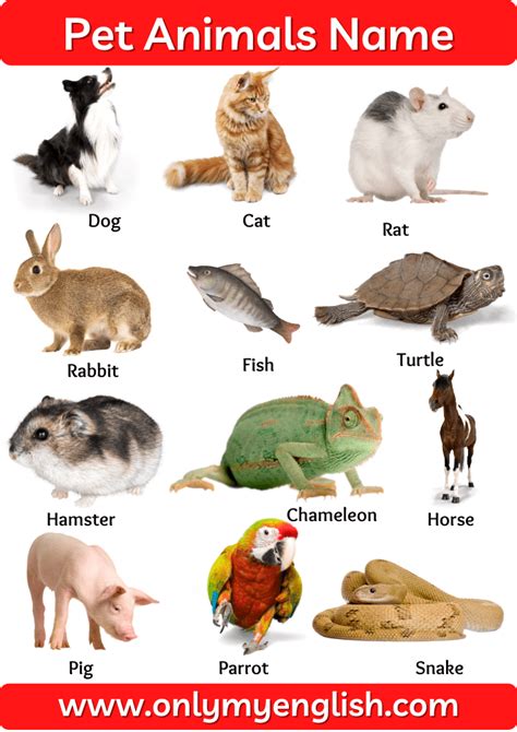 Pet Animals Name: List of Pet Animal In English with Pictures