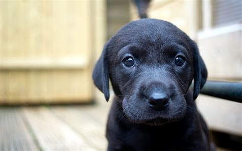 HD wallpaper: black Labrador retriever puppy, dog, face, eyes, pets ...