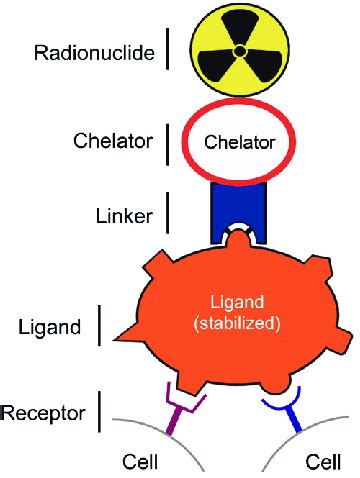 -Structure of somatostatin analogue with binding to the receptor and ...