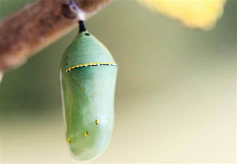 Ciclo de Vida: Pupa - Mariposas