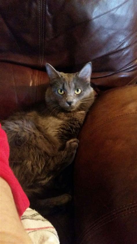 manx, gray cats, gray kittens, Laiden Jan 8 2017 Gray Cats, Grey Kitten, Manx Cat, Kittens, Eye ...