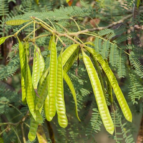 White leadtree (Leucaena leucocephala) Flower, Leaf, Care, Uses ...