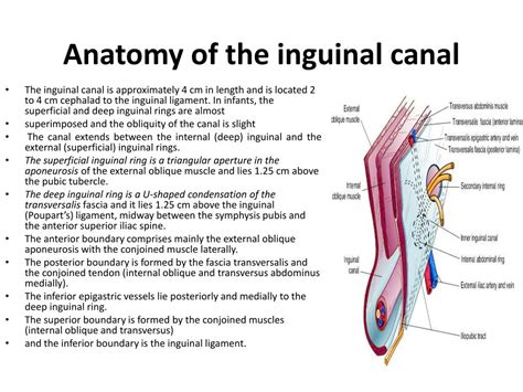 PPT - Inguinal , femoral and scrotal regions PowerPoint Presentation - ID:711110