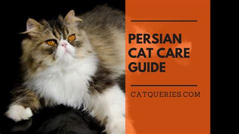 How to care for your Persians: A Persian Cat Care Guide - Cat Queries