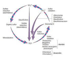 Sulfur Cycle Introduction Steps And Diagram Microbiology Notes