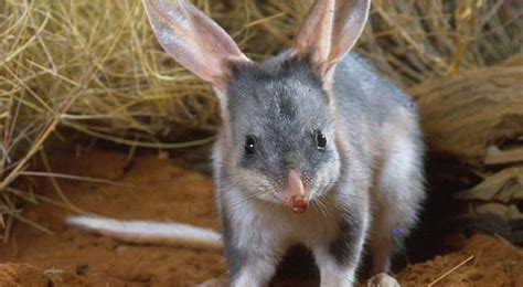 It’s all about the bilby