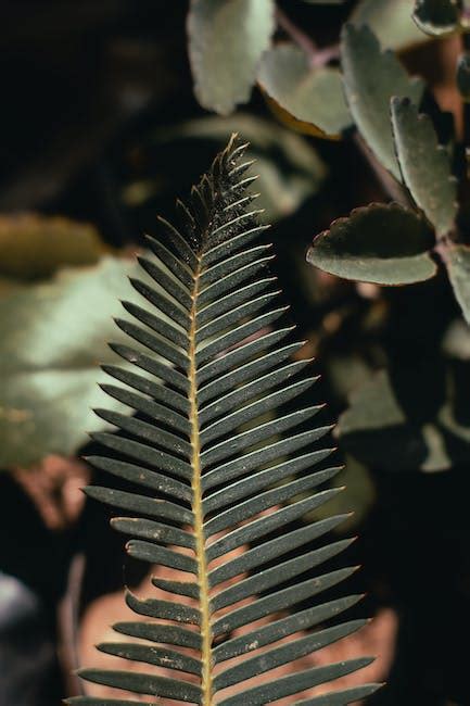 Green Flat Oblong Leaf Plant on Close Up Photography · Free Stock Photo