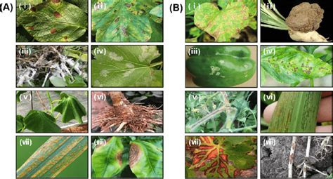 Various plants showing symptoms of common fungal or bacterial plant ...