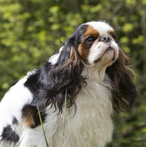 King Charles Spaniel | Breeds A to Z | The Kennel Club