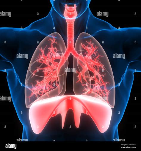 Diaphragm Lungs