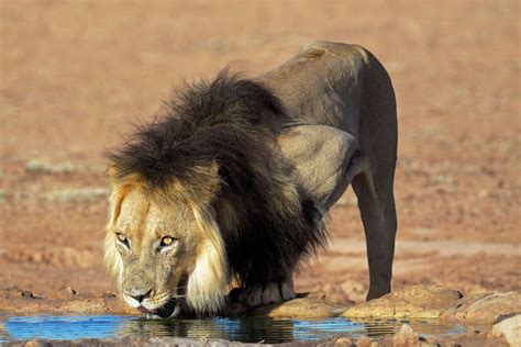 Seeing Black-maned Lion | Best Botswana Safari Experiences | Art Of Safari