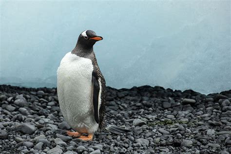 Gentoo penguin | Wiki | Everipedia