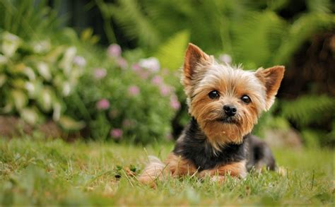 Puppy Yorkie Wallpapers - Wallpaper Cave