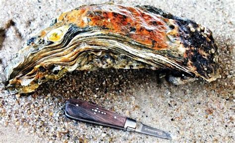 Largets Oyster: World's Largest Oyster Discovered in Denmark