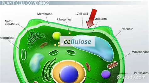 Parts Of Plant Cell And Its Functions | Reviewmotors.co