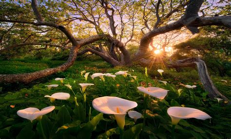 Marc Adamus Photography