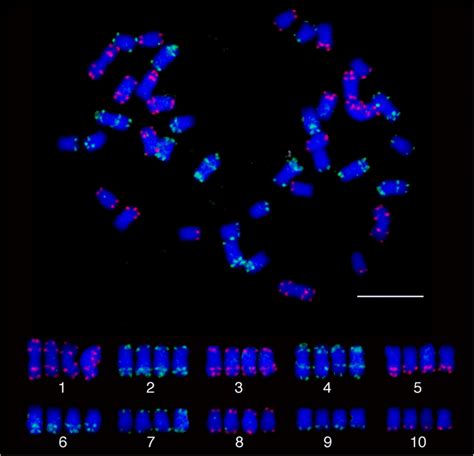 Chromosome identification in a tetraploid species Z. perennis. The top... | Download Scientific ...