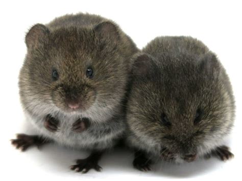 Prairie Voles Don't Need 'love Hormone' Oxytocin To Bond, Study Finds : Shots