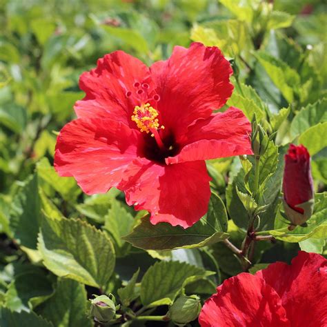 Red Tropical Hibiscus Trees for Sale– FastGrowingTrees.com