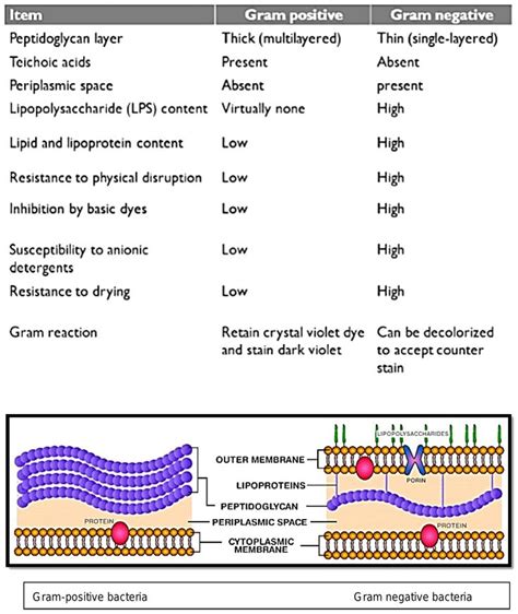 Draw a label diagram of gram positive bacteria and gram negative ...