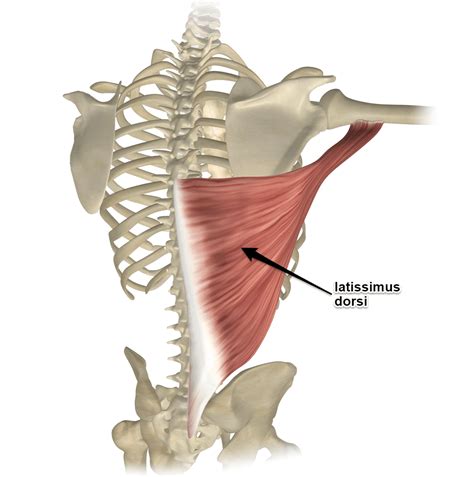 First layer of vertebral column - Latissimus dorsi Diagram | Quizlet