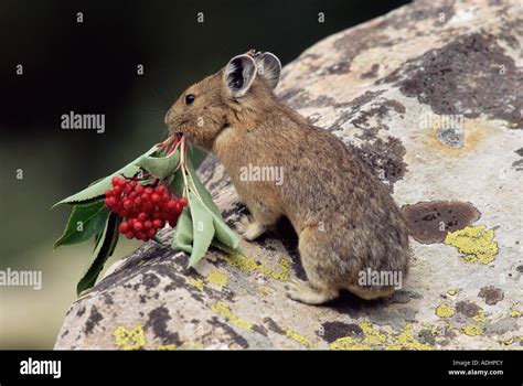 Pika Ochotona princeps Colorado Storing vegetation to be used as food in winter Stock Photo - Alamy