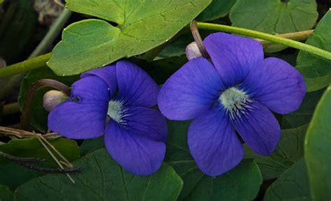 New Jersey State Flower - The Common Meadow Violet | The o'jays, Blog ...