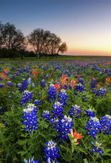 Texas wildflower - bluebonnet and indian paintbrush field at su ...