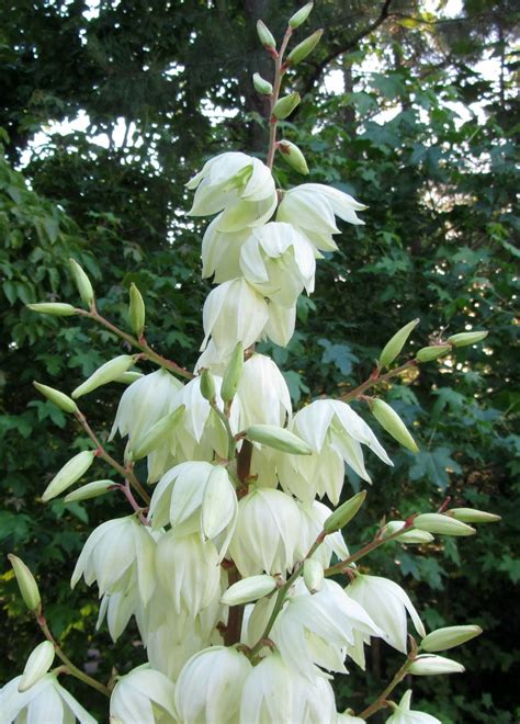 Yucca filamentosa is an evergreen, native perennial shrub that is found throughout Georgia ...