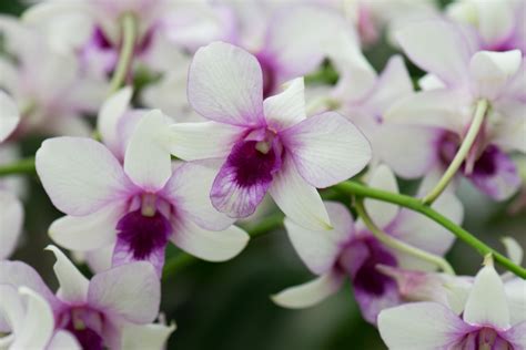 File:White and purple orchids ...