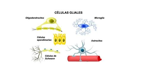 Células gliales del sistema nervioso Tipos y Funciones