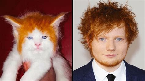 Celebrities That Look Like Animals