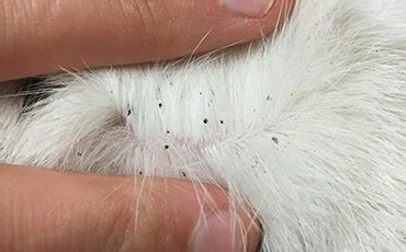 Why Is My Cat Pulling Out Fur At Base Of Tail? - Kitty Devotees