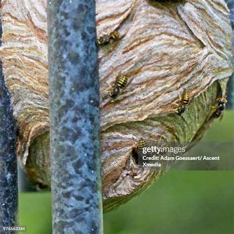 2,385 Yellowjacket Stock Photos, High-Res Pictures, and Images - Getty ...