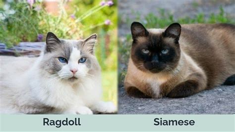 Ragdoll vs Siamese Cats: The Differences (With Pictures) | Hepper