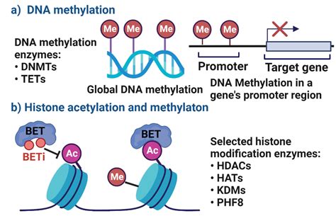 Cells | Free Full-Text | The Relevance of DNA Methylation and Histone ...