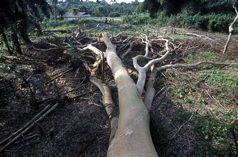 Congo deforestation - Stock Image - C006/4484 - Science Photo Library